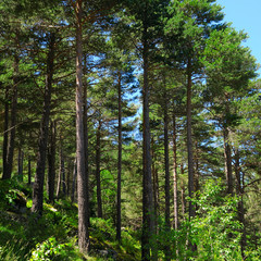 pine wood on the hillside