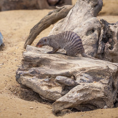 banded mongoose at the Tbilisi zoo, animal