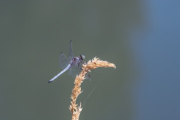Libellula su una pianta