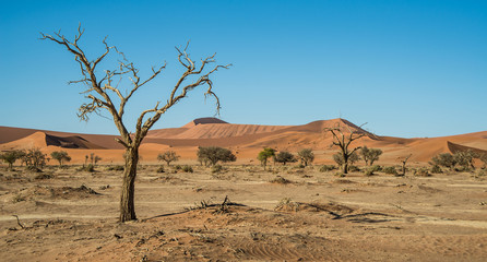Drought trees near dune 45