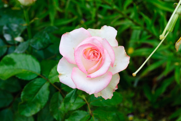 gentle pink rose