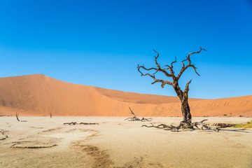 Fototapeta na wymiar Lonely and dead tree in Deadvlei, with Dune 7