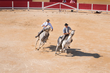 Chevaux arène Saint Marie de la Mer