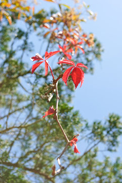 pastel fole of Japanese maple tree leaves colorful background in autumn