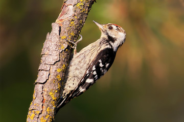Woodpecker on a tree