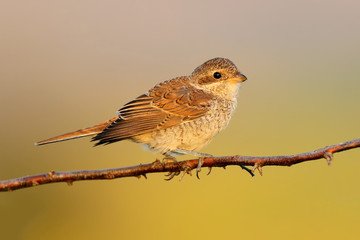 Chick og red backed shrike on branch. Nice colors and blurry background.The identifications signs of the bird and the structure of the feathers are clearly visible.Close up shots.