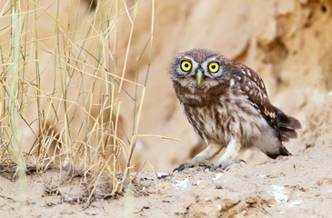 Chick of a small owl photographed near his nest. Discovering the world that is not known to him.