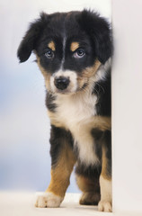 Border Collie puppy dog