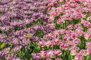 Fototapeta premium field of two colored tulips