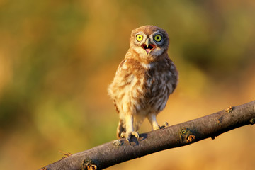 Chick of a small owl photographed near his nest. 