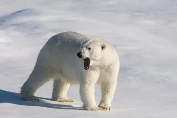 Photo sur Plexiglas Ours polaire Polar bear on the pack ice