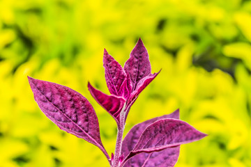 In the garden there are many varieties of flowers. A garden of nature