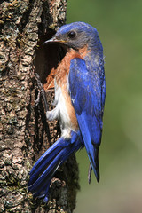 Eastern Bluebird