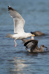 Herring Gull, Sea  Gull, Gulls