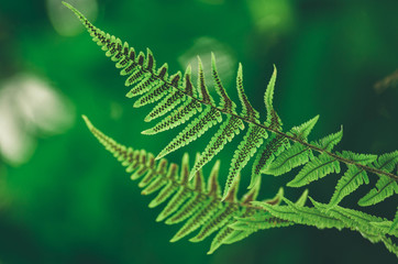 Focused green fern in forest. Nature exotic illustration