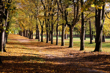 Fototapeta premium Autumn