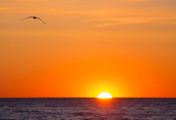 Sunset birds. Sunrise sea. Skyline