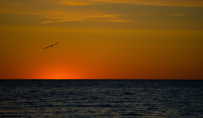 Naklejka na ściany i meble Sunset bird. Sunrise sea