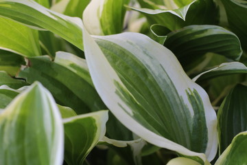 Obraz premium Hostas