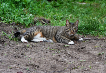 Striped cat lying on sand in open air