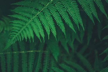 Focused green fern in forest. Nature exotic illustration