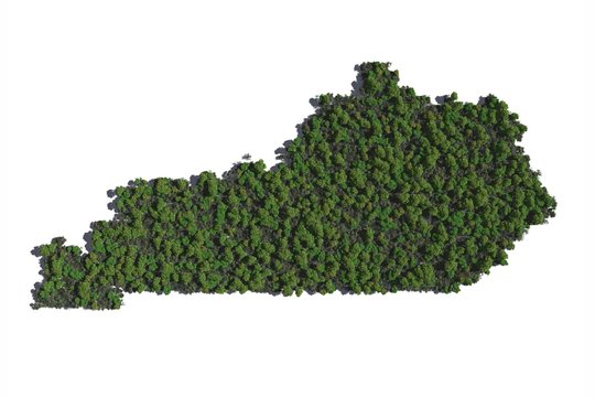 Kentucky in Trees