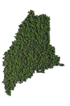 Maine in Trees