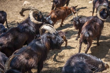 Wild goats in the Tbilisi zoo, fauna