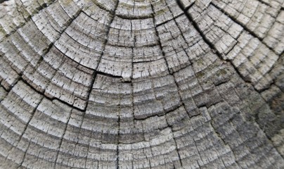 Fototapeta premium Wood Grain