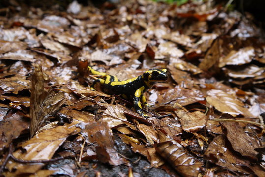 salamandre en automne