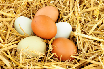 Free range hens eggs on straw background