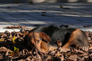 A melancholy dog lying in dead leaves. Grey tile on the background