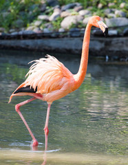 Pink flamingo on a pond in nature