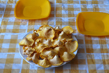 Chanterelle mushrooms on a yellow checkered tablecloth