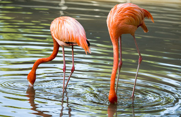 Pink flamingo on a pond in nature