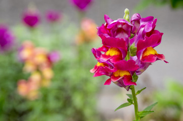 Antirrhinum majus, common snapdragon in bloom