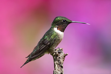 Ruby-throated Hummingbird (archilochus colubris)