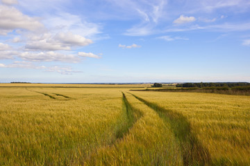 Obraz premium tyre tracks in barley