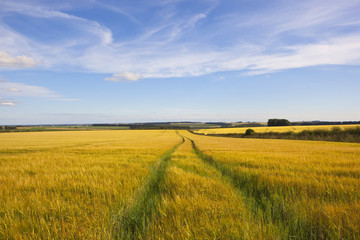 barley field with tyre tracks