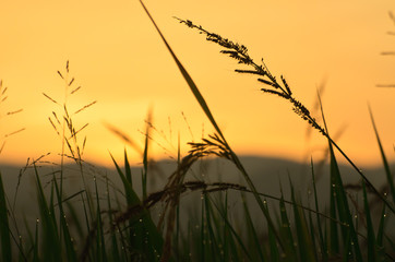 Fototapeta premium field in dusk