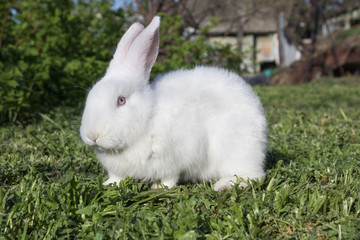 White rabbit with long ears