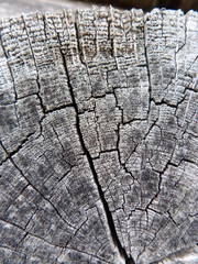 abgewittert holz Querschnitt kapillaren 