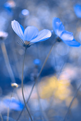 Painted in blue flowers. Blue cosmos with a soft focus. A beautiful artistic image.
