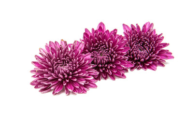 Chrysanthemum flower isolated