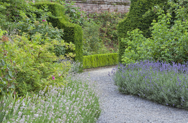 Curved stone walk way between purple and white lavender flowers leading to a green hedge gate, in a summer English cottage garden .