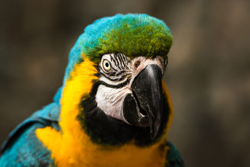 Colourful parrot