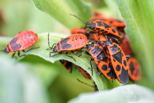 Feuerwanzen treten meist in großen Mengen auf