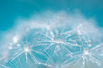 Macro of a dandelion with droplets on the delicate blue background. selective focus.