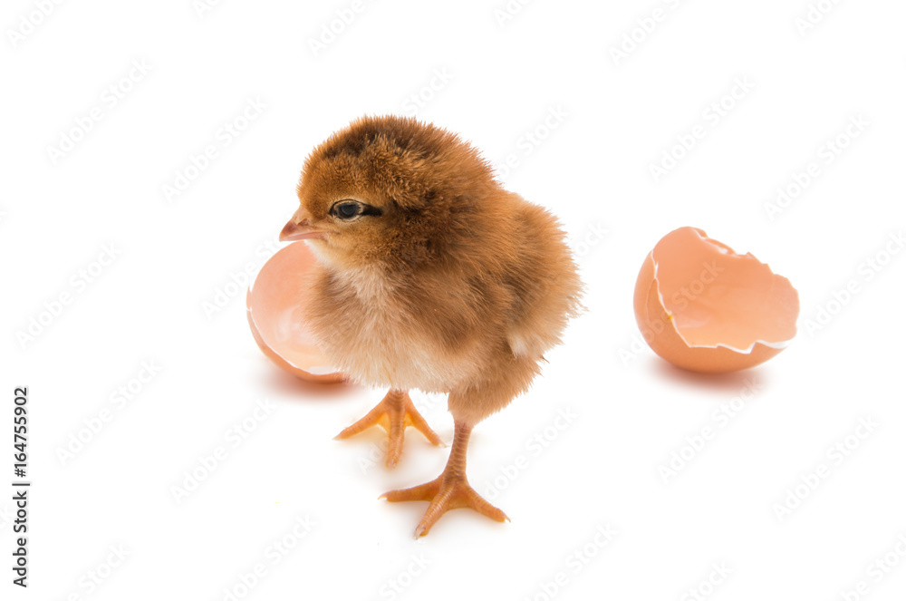 Poster a chicken isolated