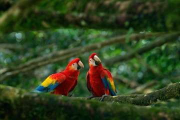 Fototapeta premium Para dużych papuga Szkarłatna ara, Ara Macao, dwa ptaki siedzą na gałęzi, Brazylia. Scena miłości dzikiej przyrody z tropikalnej przyrody lasu. Dwa piękna papuga na gałąź w natury siedlisku. Zielone siedlisko.